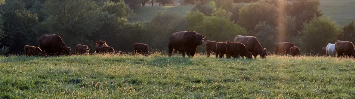 Rowe's Bulls Pasture Walk