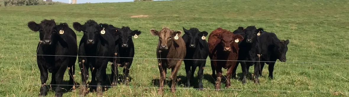 Stocker Calves