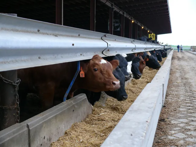 Cattle at feed bunk